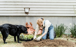Pet-friendly Gardening